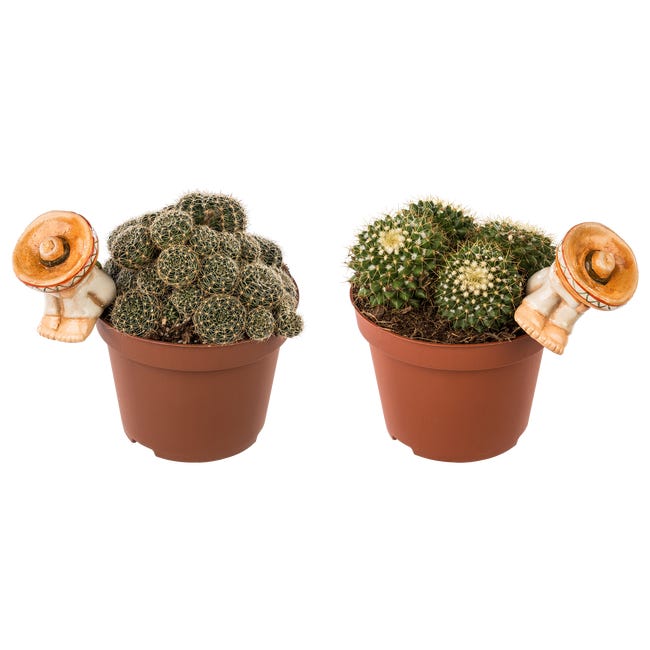 Kaktus z dekoracją mix 15 cm