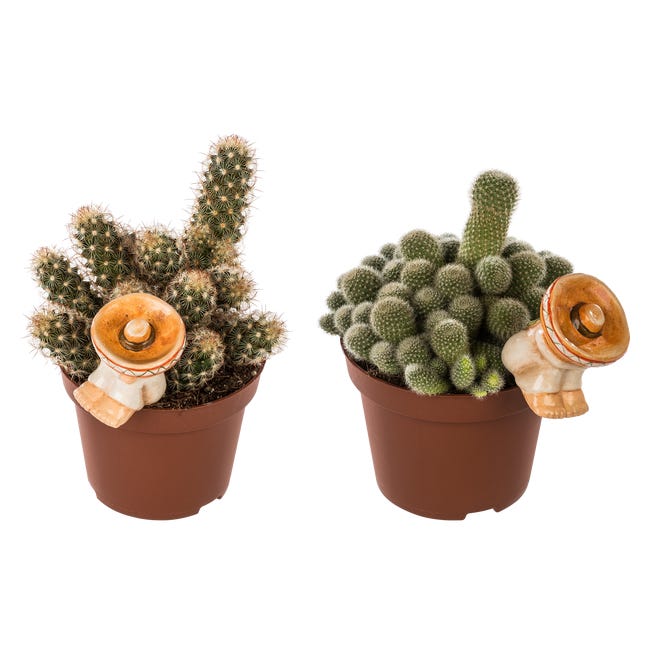 Kaktus z dekoracją mix 15 cm