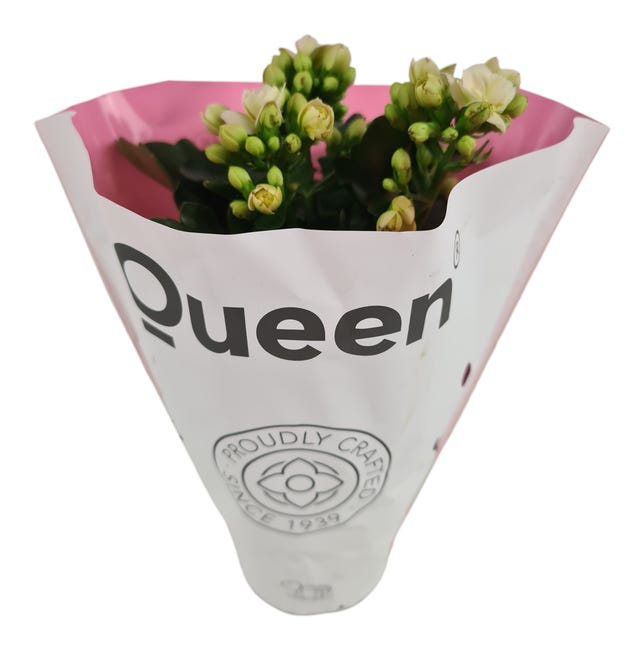 Kalanchoe Soft Pink 22 cm