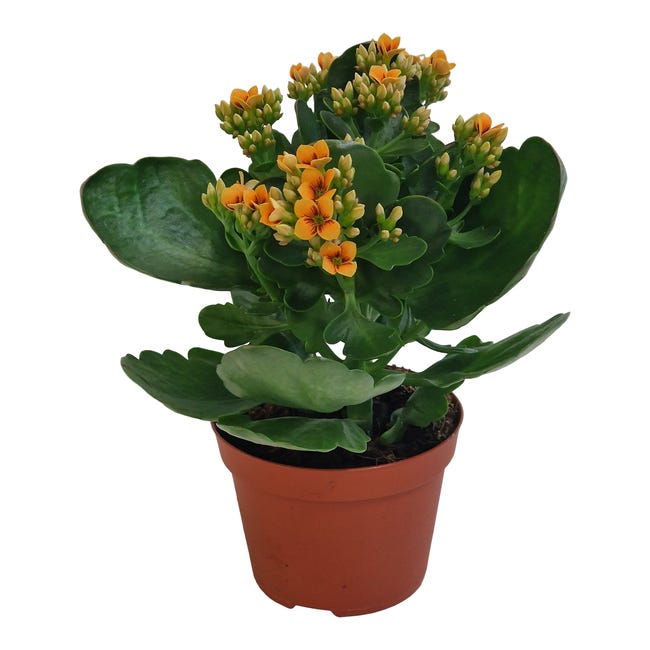 Kalanchoe Tiger mix 20 cm