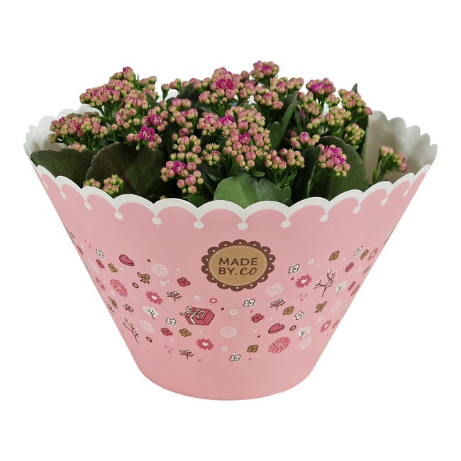 Kalanchoe Trzykolorowa 27 cm