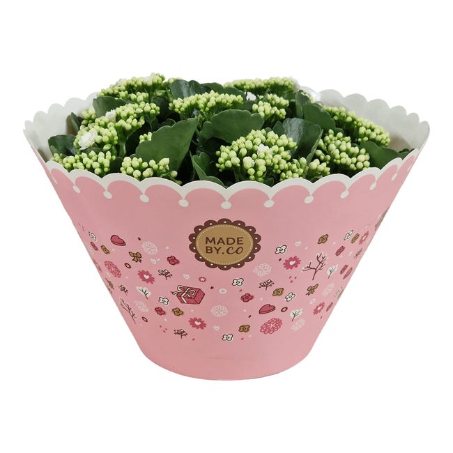 Kalanchoe Trzykolorowa 27 cm