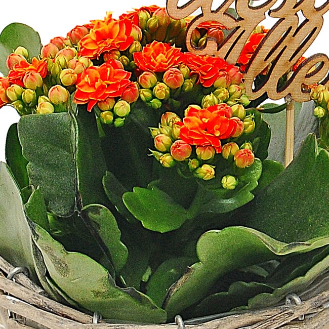 Kalanchoe w koszyku 30 cm