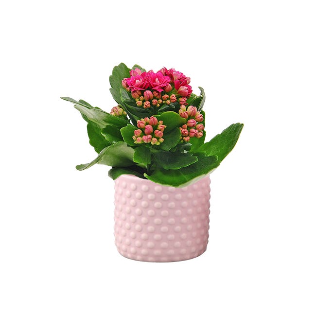 Kalanchoe w osłonce 12 cm