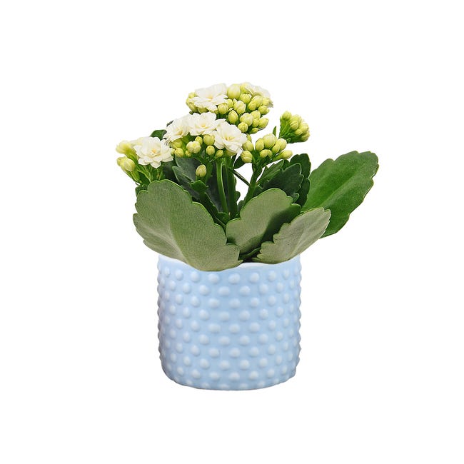 Kalanchoe w osłonce 12 cm