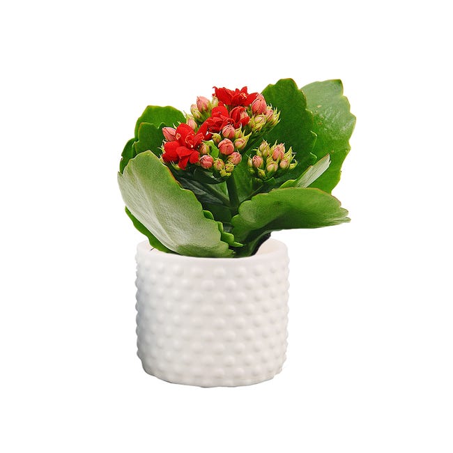 Kalanchoe w osłonce 12 cm
