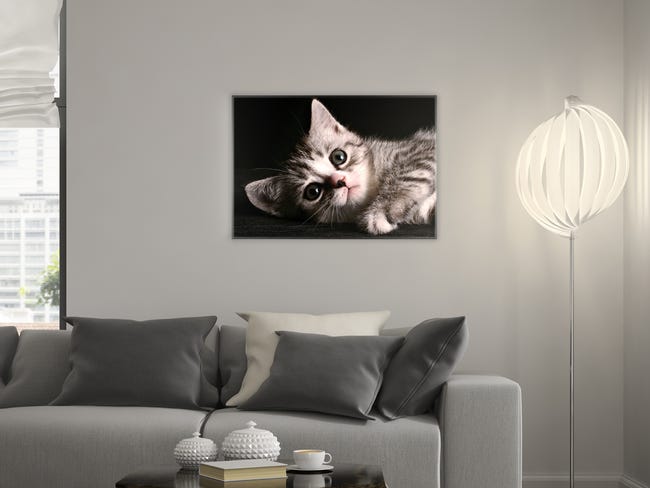 Kanwa Artcanvas Kociak 100 x 70 cm