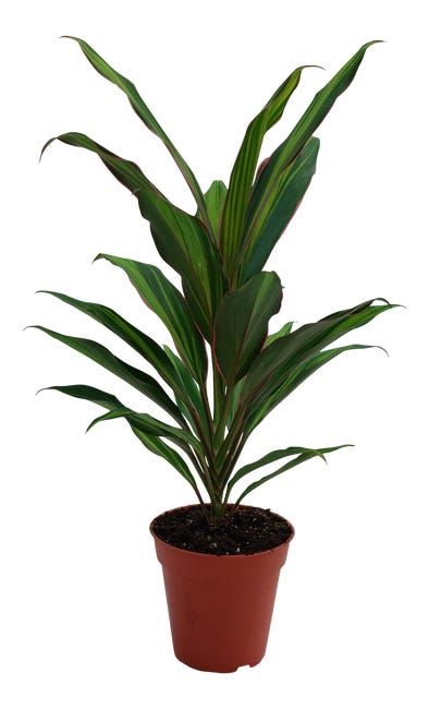 Kordylina Maczużnia mix 45 cm
