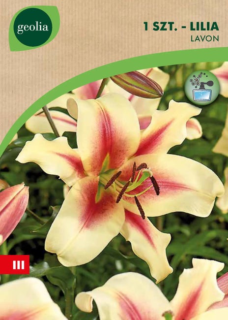 Lilia Hybrid Lavon 16/18 1szt. cebulki kwiatów Geolia