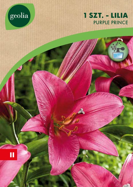 Lilia Purple Prince16/18 1szt. cebulki kwiatów Geolia