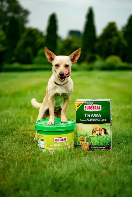 Nasiona trawy uniwersalnej 3kg samozagęszczająca Substral