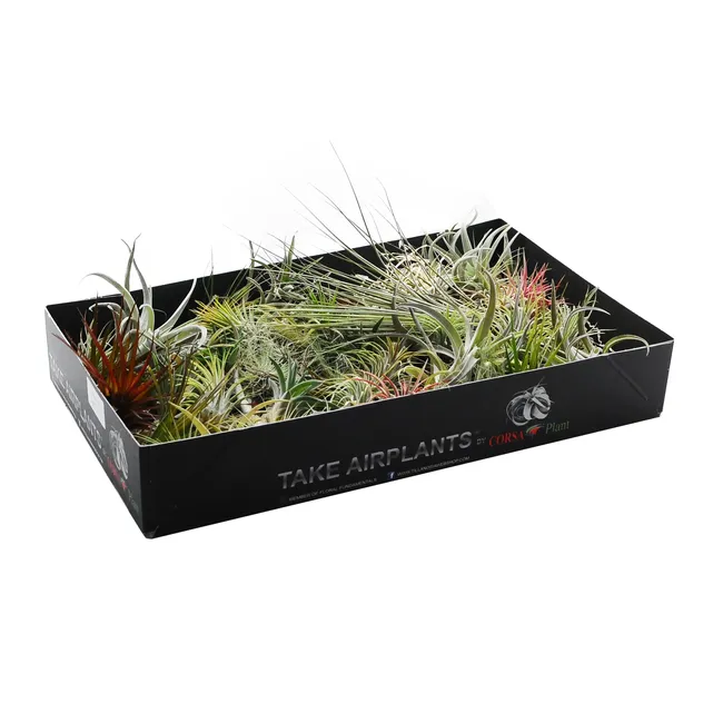 Oplątwa Tillandsia mix 20 cm