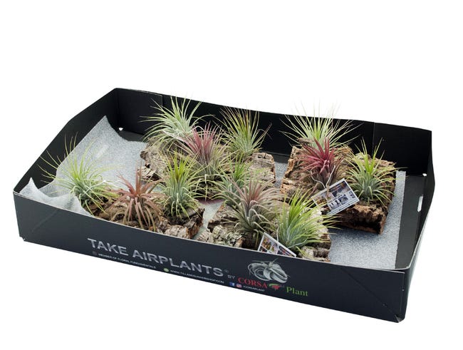 Oplątwa Tillandsia na korze 12.5 cm