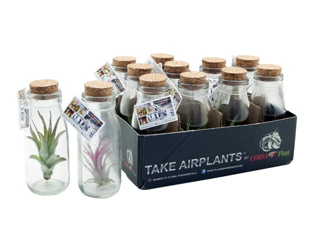Oplątwa Tillandsia w butelce 12 cm
