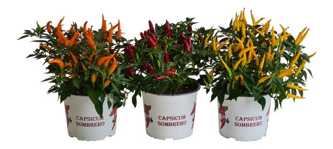 Papryka ozdobna Sombrero mix 30cm