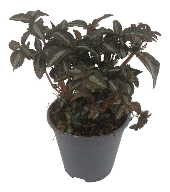 Pillea Silver Tree 25-30 cm