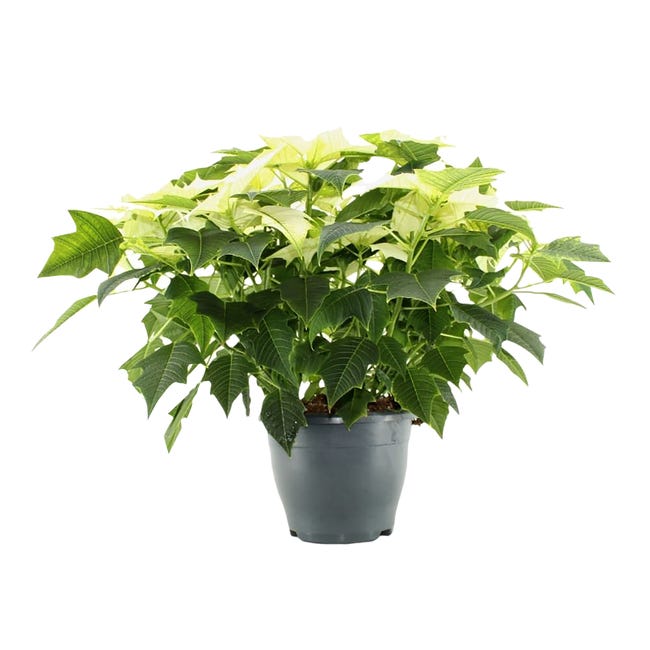 Poinsecja 40-45 cm