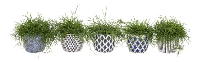 Rhipsalis Delft blue Patyczak zwisający 20-25 cm