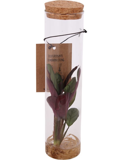 Rośliny zielone mix 20-25 cm w szklanej tubie