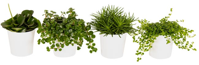 Rośliny zielone mix 22 cm w osłonce plastikowej
