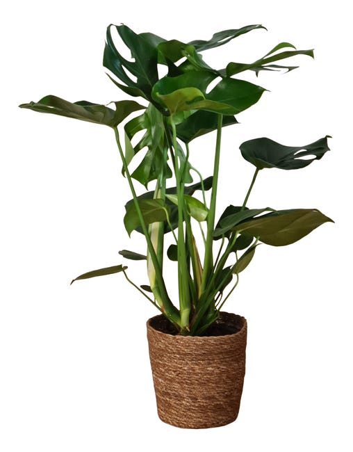 Rośliny zielone mix 60 cm