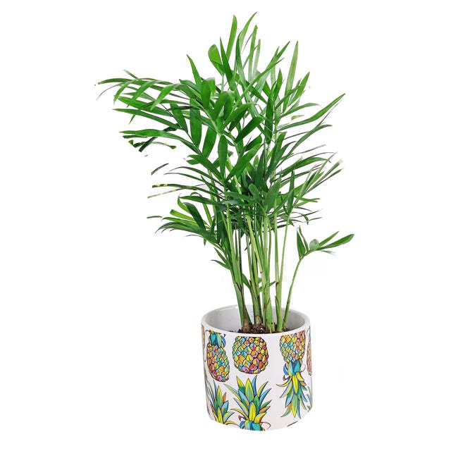 Rośliny zielone mix w osłonce ceramicznej 15 cm