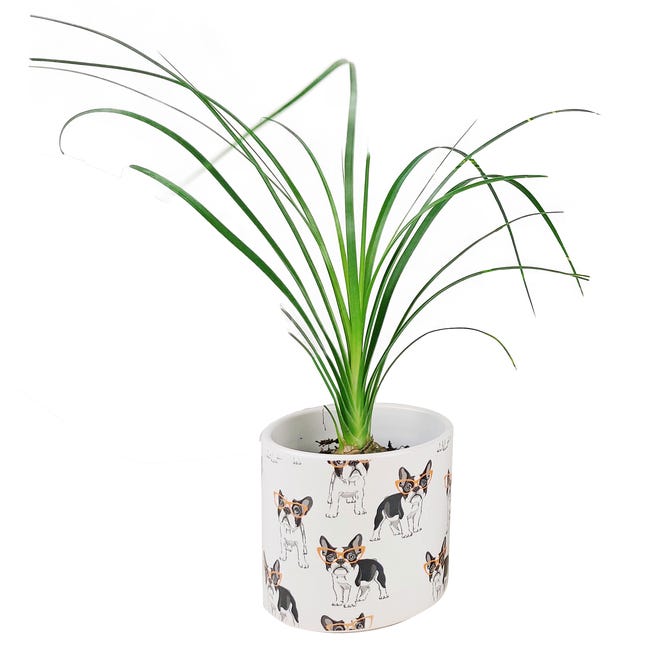 Rośliny zielone mix w osłonce ceramicznej 15 cm