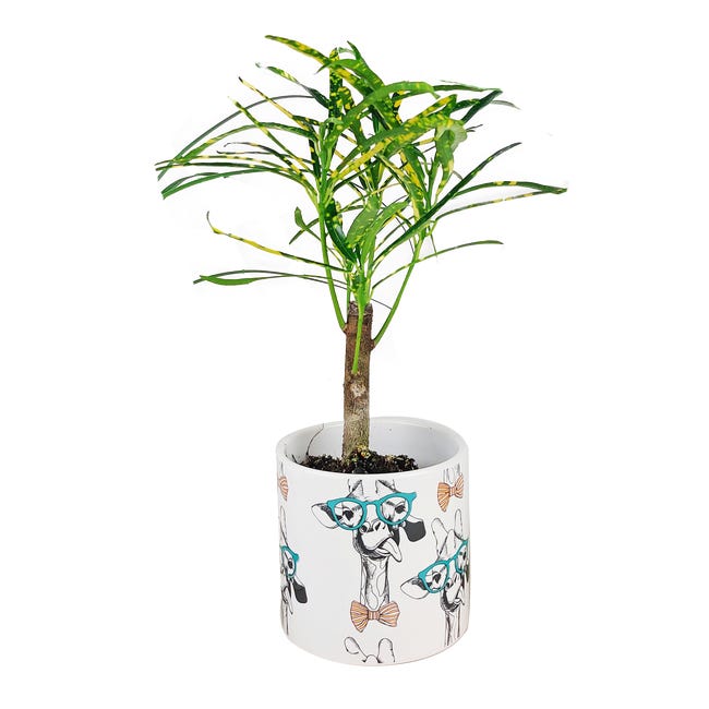 Rośliny zielone mix w osłonce ceramicznej 15 cm