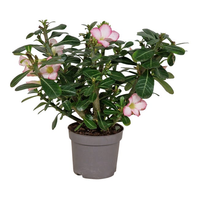 Róża pustyni Adenium Obesum 35 cm