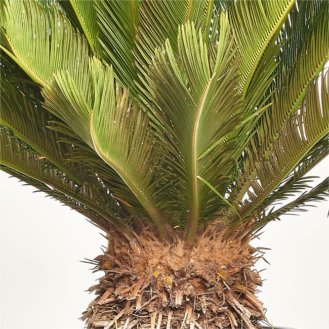 Sagowiec Cycas Revoluta 120 cm