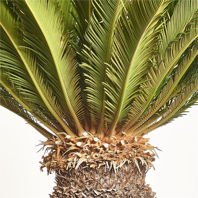 Sagowiec Cycas Revoluta 150 cm