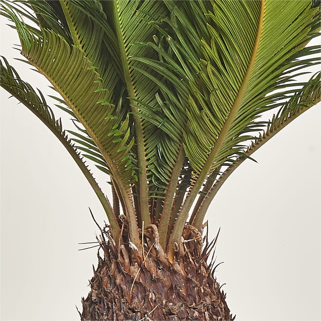 Sagowiec Cycas Revoluta 50 cm