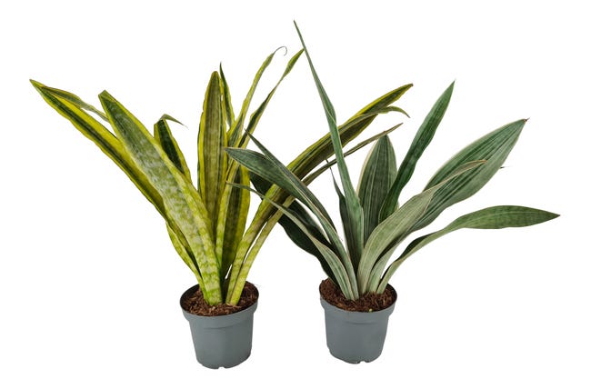 Sansewieria Aubrytania mix 50-60 cm