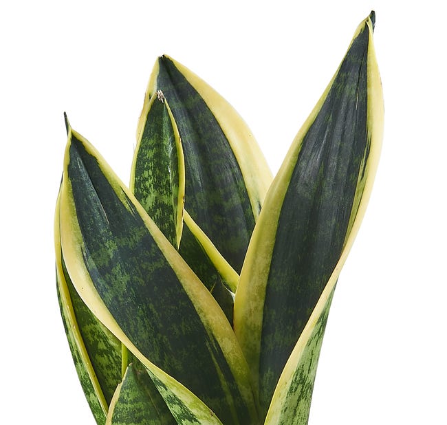 Sansewieria gwinejska 37 cm doniczka dżungla