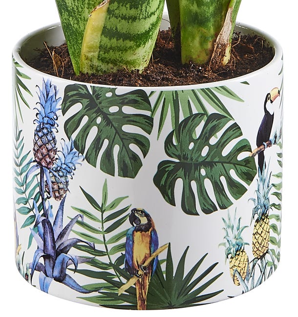 Sansewieria gwinejska 37 cm doniczka dżungla