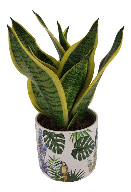 Sansewieria gwinejska 37 cm doniczka dżungla