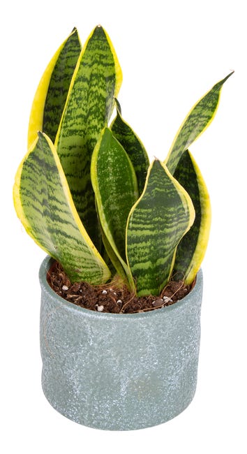 Sansewieria gwinejska Montana 35 cm