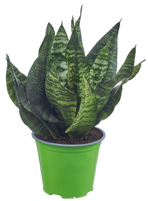 Sansewieria mix 45 cm