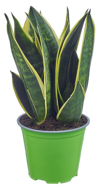 Sansewieria mix 45 cm