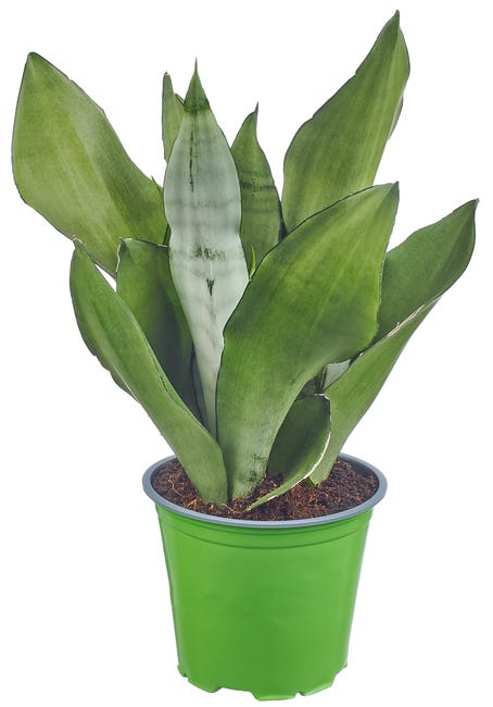 Sansewieria mix 45 cm