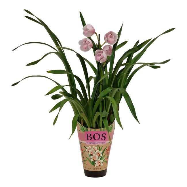 Storczyk Cymbidium mix 50 cm
