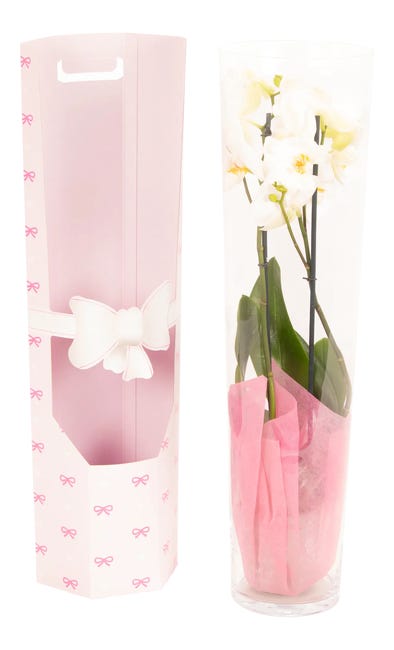 Storczyk Falenopsis 80cm 2 pędy w szkle
