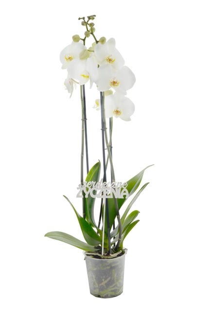 Storczyk Falenopsis Orchidea 50-70 cm