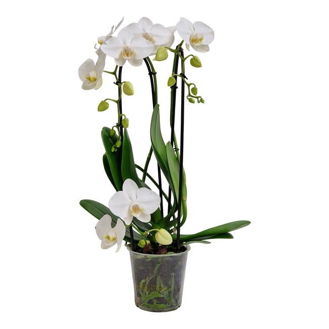 Storczyk Falenopsis Twirl 2 pędy 50 cm