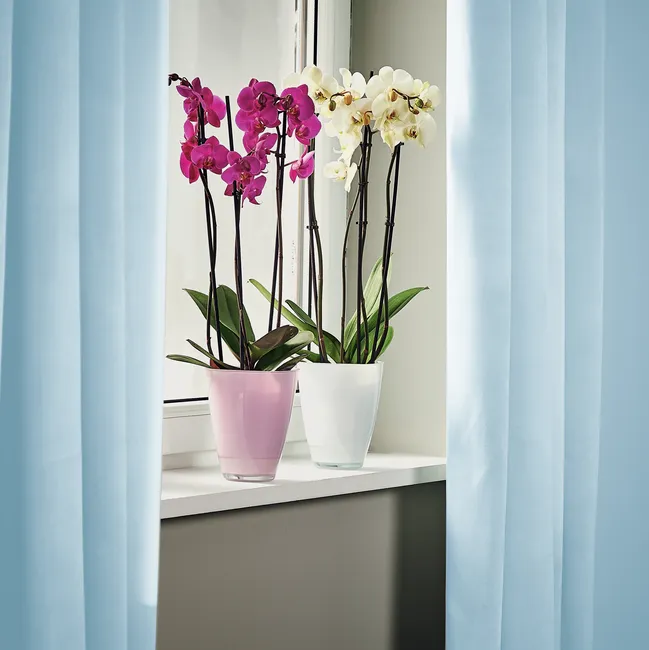 Storczyk Falenopsis mix 50-70cm 3 pędy