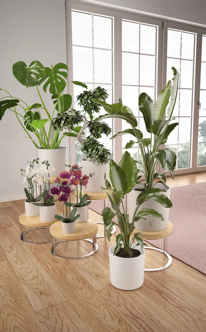 Storczyk Falenopsis mix 50-70cm 3 pędy
