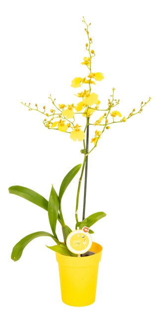 Storczyk Oncidium motylnik 60cm 1 pęd