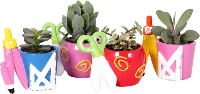 Sukulenty mix 10-15 cm