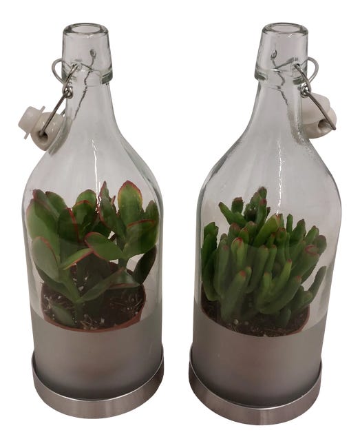 Sukulenty mix 14 cm w butelce
