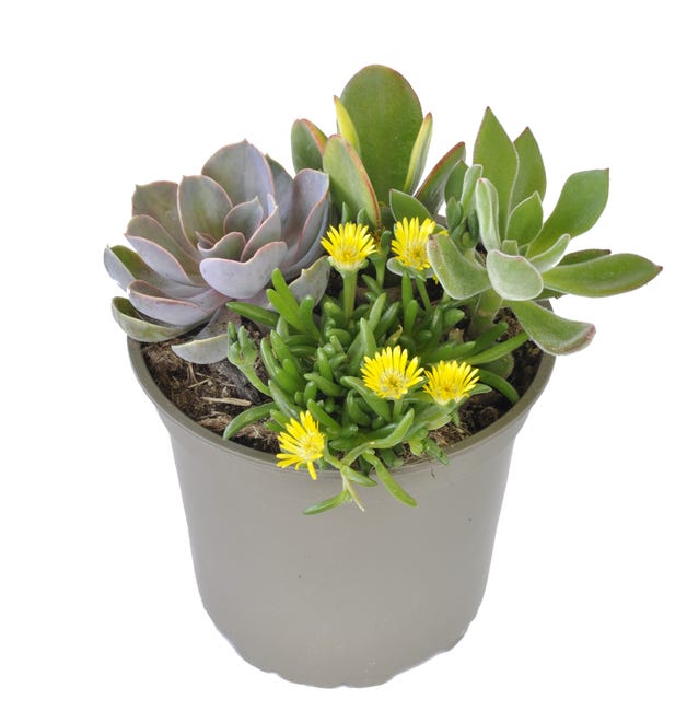 Sukulenty mix 15-20 cm